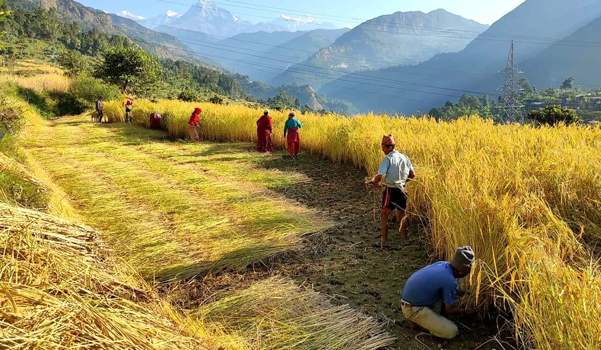 Harvest at Origin
